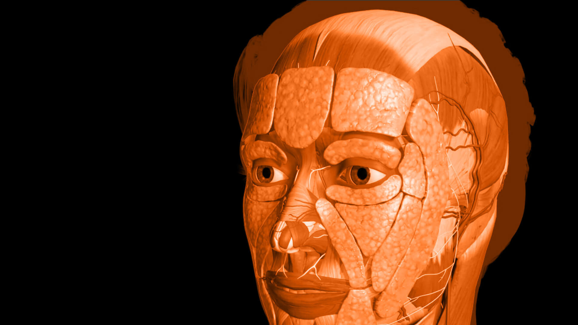 Facial Anatomy Training header image 1920 x 977 (1)